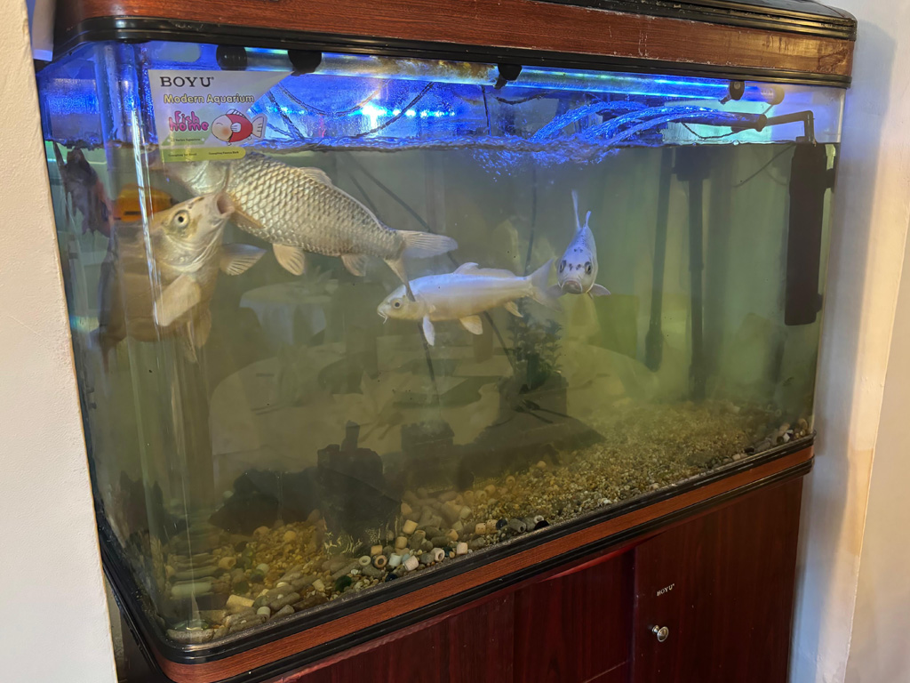 the maypole chinese and thai restaurant/takeaway. koi carp